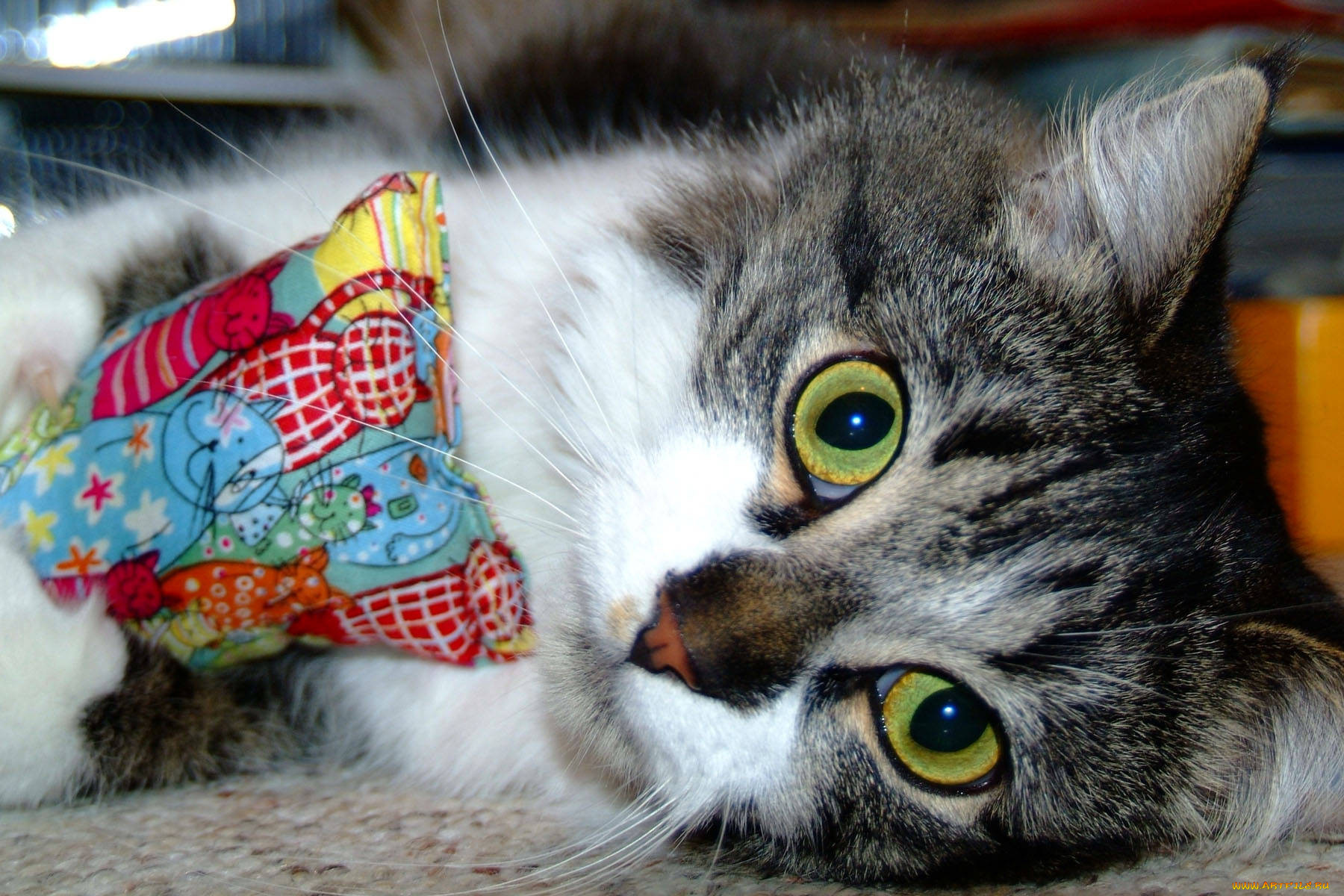 , , cat, 